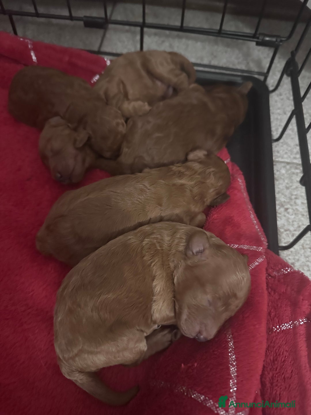 Barboncino cani in vendita: Barboncini cuccioli  a Provincia di Treviso - Annuncio 3