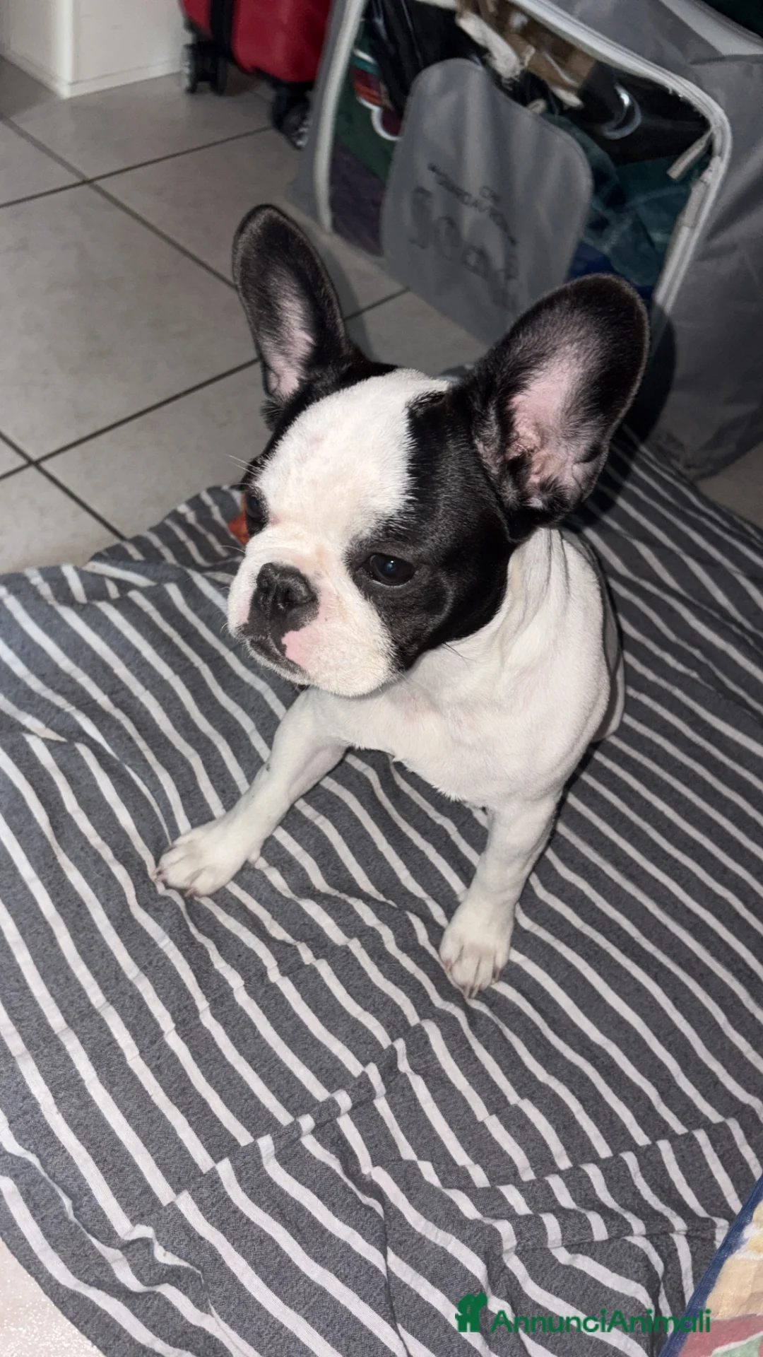 Bulldog Francese cani in vendita: Luna bulldog francese  a Provincia di Parma - Annuncio 1