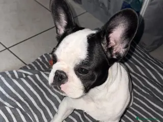 Bulldog Francese cani Luna bulldog francese - Annuncio 1