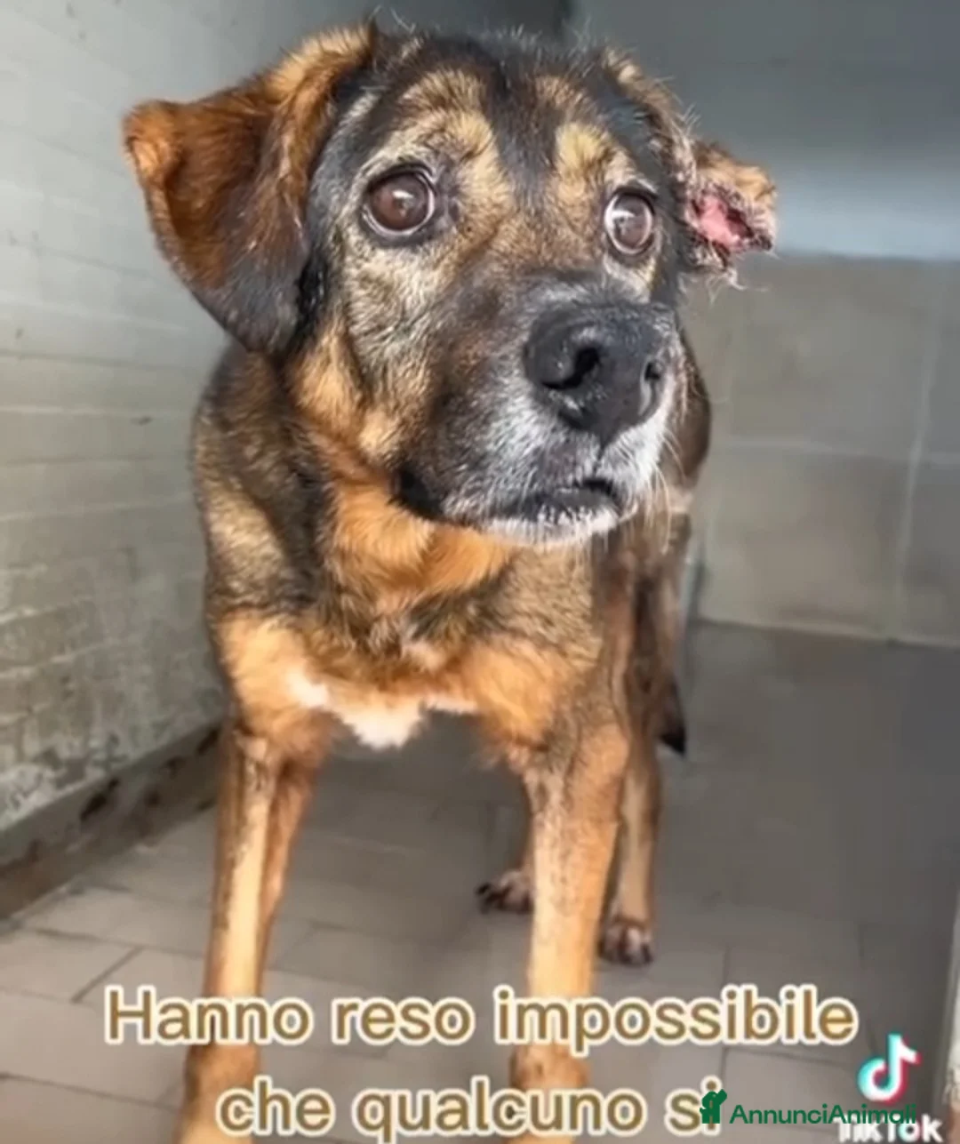 Meticcio cani in regalo: Brownie femmina 12ANNI DI CANILE!!! NAPOLI SOS SOS a Città Metropolitana di Milano - Annuncio 2