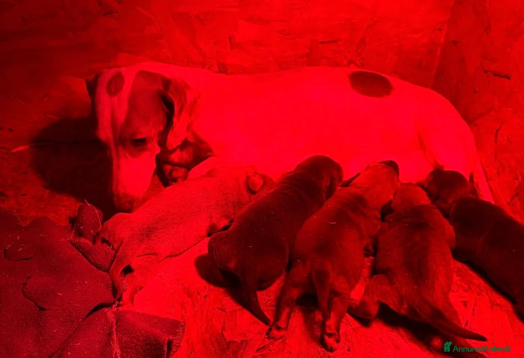 Bassotto cani in vendita: Bassotto  - Annuncio 3