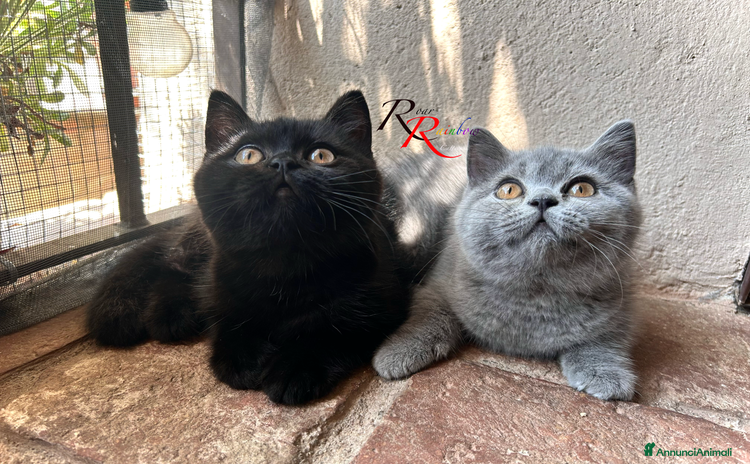 British gatti a Provincia di Verona - Annuncio 2