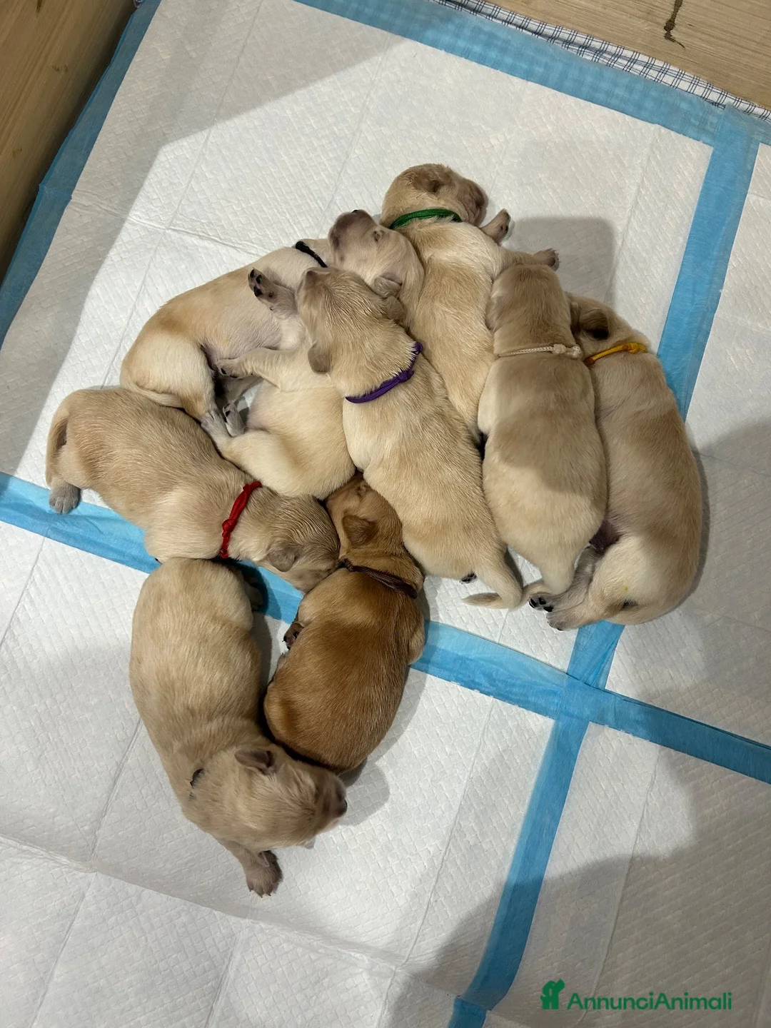 Golden Retriever cani in vendita: Cuccioli Golden Retriver  a Città metropolitana di Roma Capitale - Annuncio 2