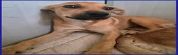 Meticcio cani in regalo: BUCCUNOTTO, DOLCE CUCCIOLOTTO 6 MESI, SOGNA UNA MA - Annuncio 7
