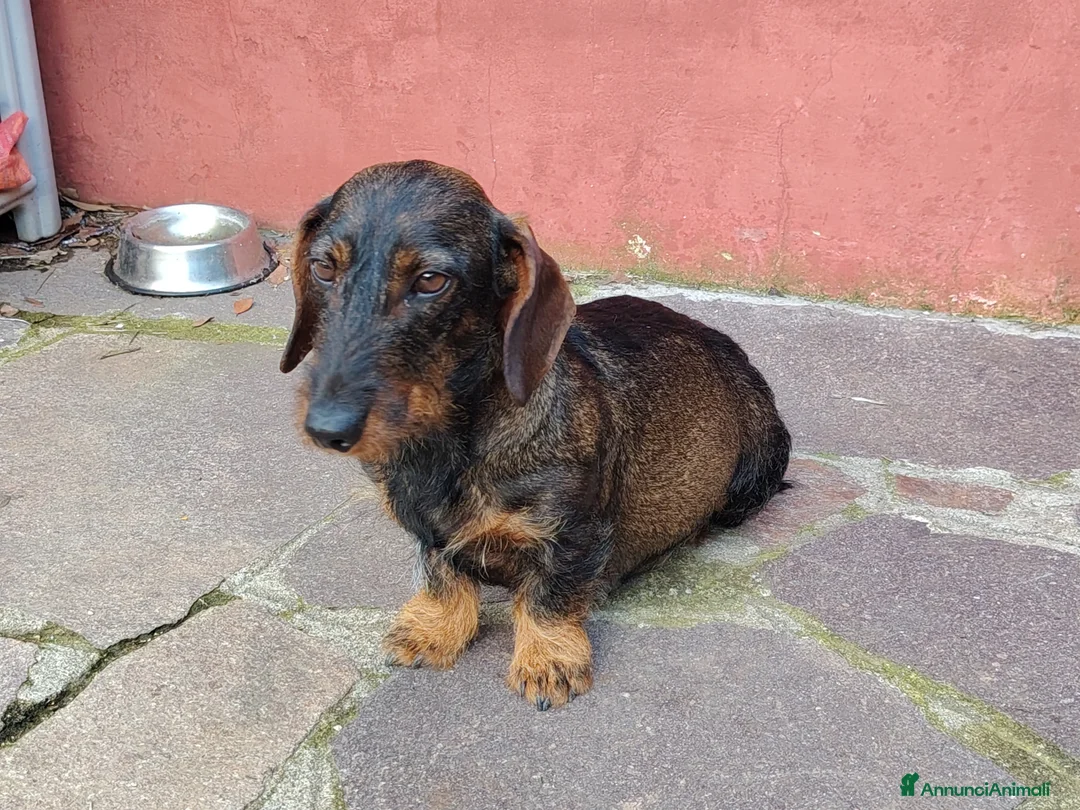 Bassotto cani in vendita: Cuccioli in sttesa - Annuncio 2