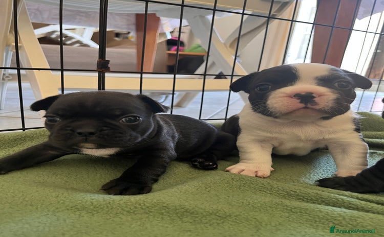 Bulldog Francese cani a Provincia di Varese - Annuncio 3