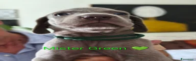 Weimaraner 1