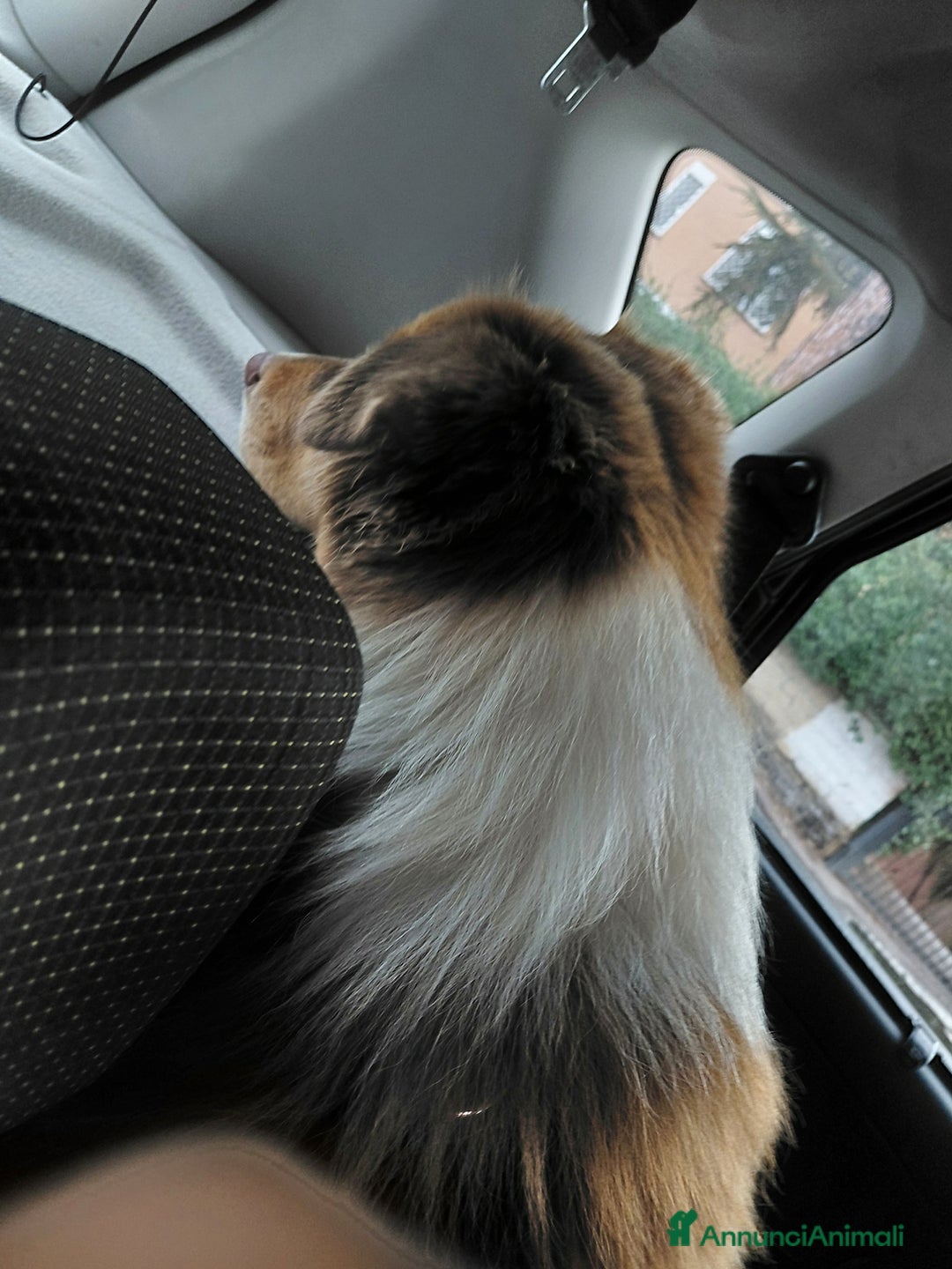 Australian Shepherd cani per accoppiamento: Pastore australiano  - Annuncio 27