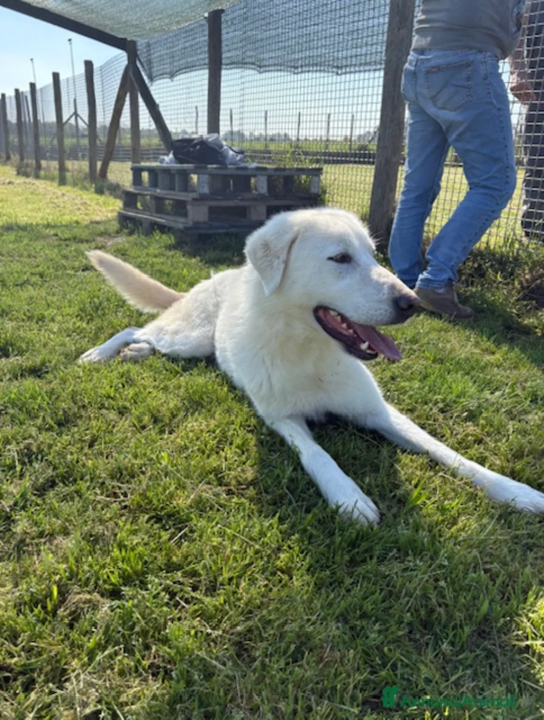 Pastore Maremmano cani in regalo: 🐾 IL GIGANTE BUONO: INCONTRA MURDOK 🐾 - Annuncio 6
