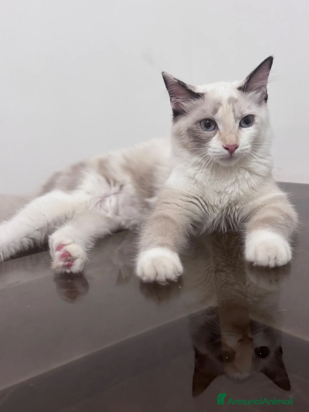 Ragdoll gatti in vendita: Ragdoll - Annuncio 5