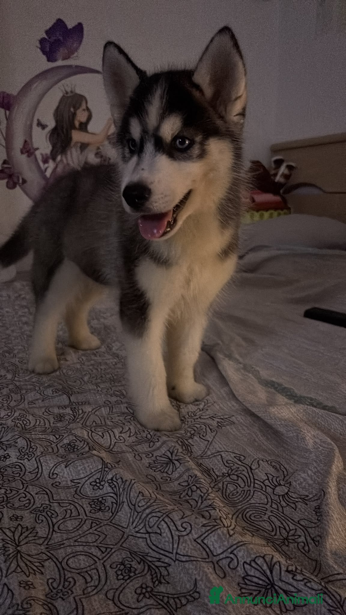 Husky cani ultimi tre cuccioli siberian husky puri - Annuncio 6