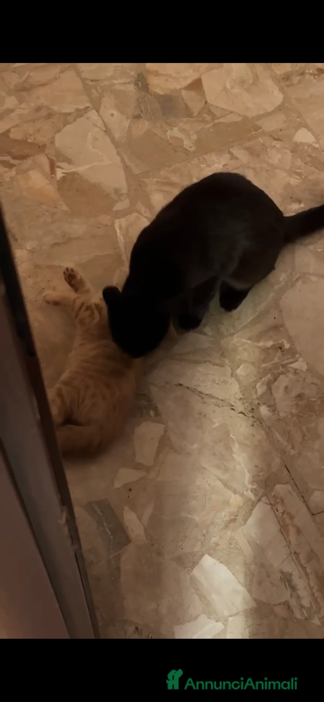 Europeo gatti in regalo: 4 cuccioline cercano casa  - Annuncio 2