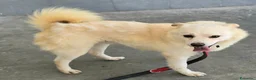 Meticcio cani in regalo: Leon 6 anni Taglia piccola  - Annuncio 4