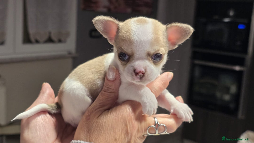 Chihuahua cani in vendita: Bellissimo chihuahua  - Annuncio 6