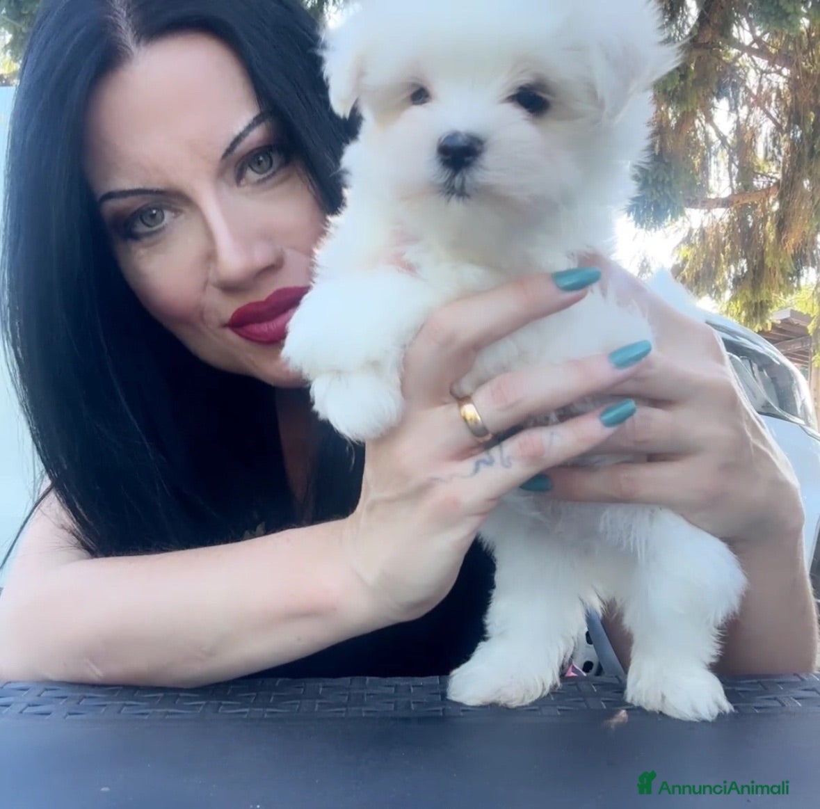 Maltese cani Meraviglioso maltesino maschio con pedigree enci - Annuncio 1