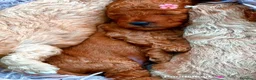 Barboncino Toy cani in vendita: Barboncini toy - Annuncio 3