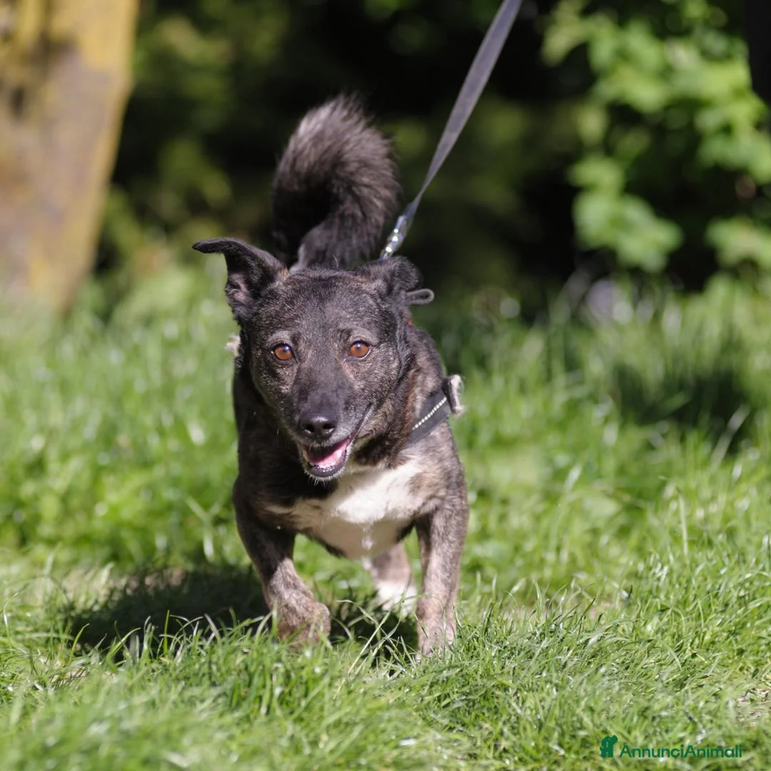 Meticcio cani in regalo: flaSH - Annuncio 1