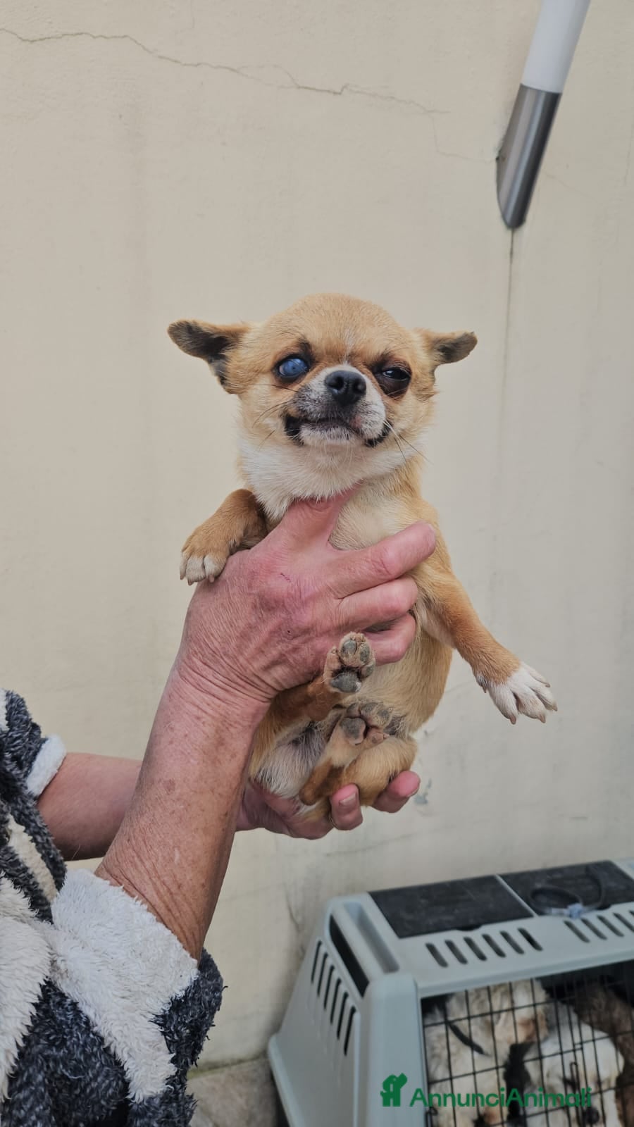 Chihuahua cani in regalo: Cigno: 2 kg, dolcissimo con cani, gatti e bimbi  - Annuncio 4