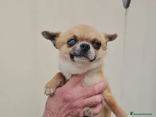 Chihuahua cani in regalo: Cigno: 2 kg, dolcissimo con cani, gatti e bimbi - Annuncio 4