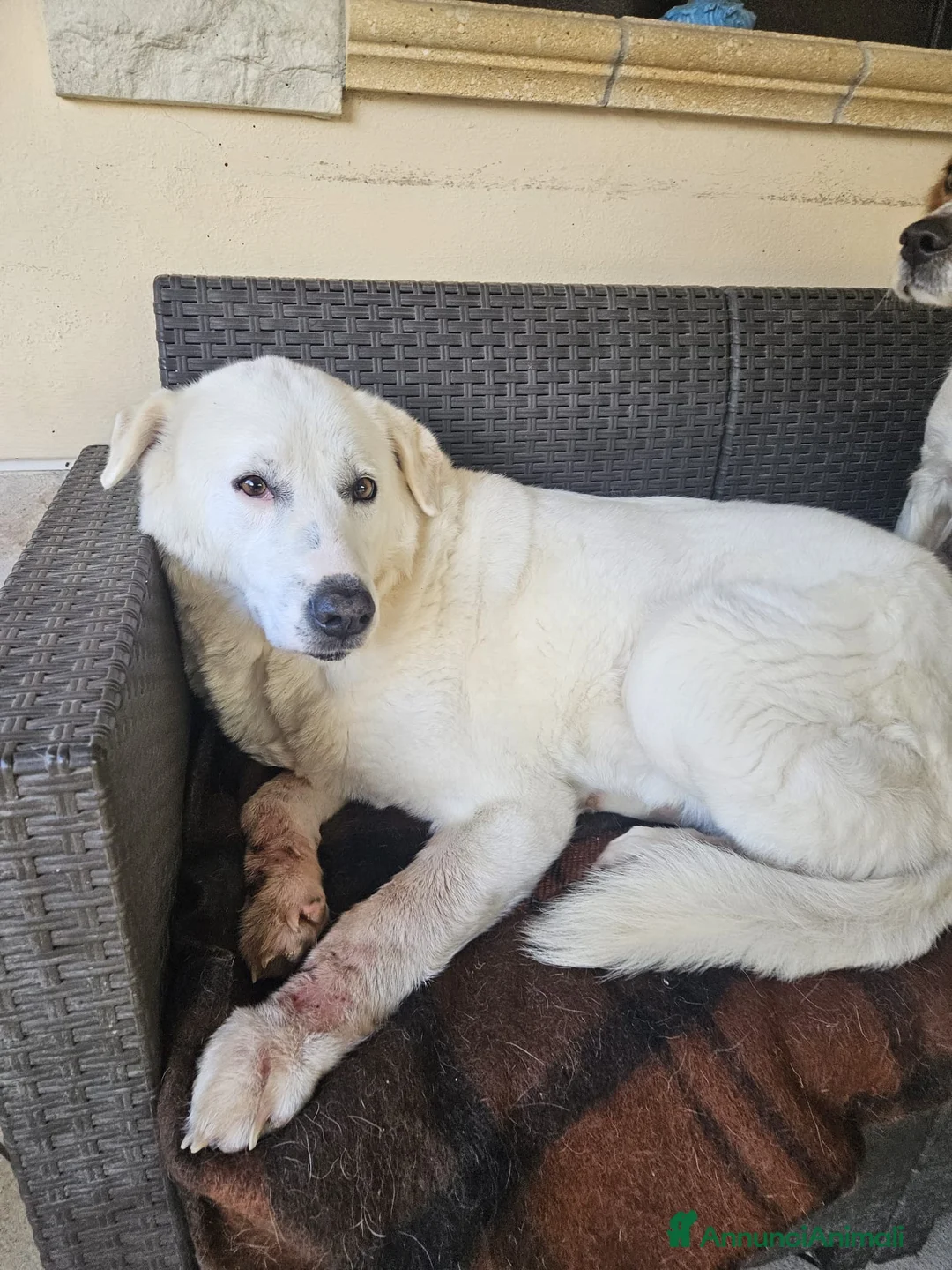 Meticcio cani in regalo: Consuelo: dolce, equilibrata, socievole  a Città Metropolitana di Genova - Annuncio 17