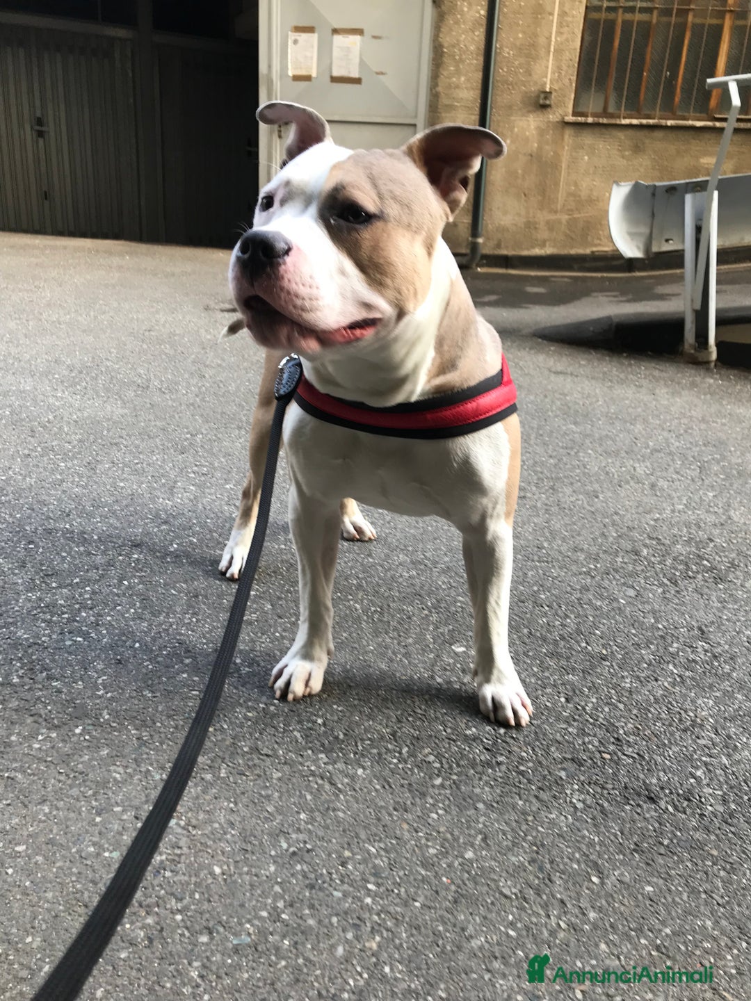 American Bully cani per accoppiamento: Cane da monta  a Città Metropolitana di Torino - Immagine 2