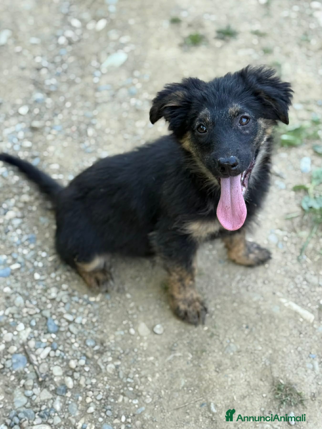 Meticcio cani in regalo: VANA, cucciola coccolosissima! TG MEDIO PICCOLA - Annuncio 4