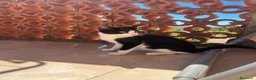 Meticcio gatti in regalo: Regalo gattina di 5 mesi, zona Sciacca / Ribera - Annuncio 4