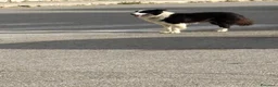 Border Collie cani in regalo: Border collie maschio 4 anni a Libero consorzio comunale di Agrigento - Annuncio 3