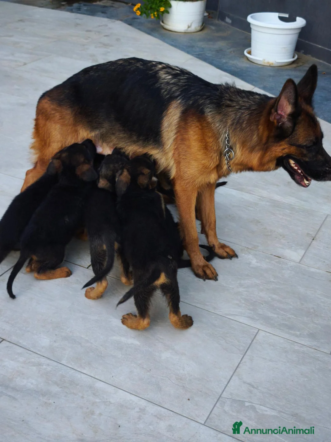 Pastore Tedesco cani in vendita: Cuccioli Pastore Tedesco altissima genealogia. a Provincia di Treviso - Annuncio 6