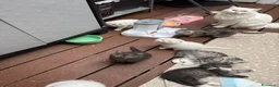 British gatti in vendita: gattini British & Scottish fold - Annuncio 4