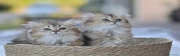 Scottish gatti in vendita: Nala e Nancy cercano una nuova famiglia  - Annuncio 2