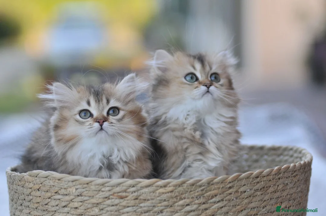 Scottish gatti in vendita: Nala e Nancy cercano una nuova famiglia  - Annuncio 2