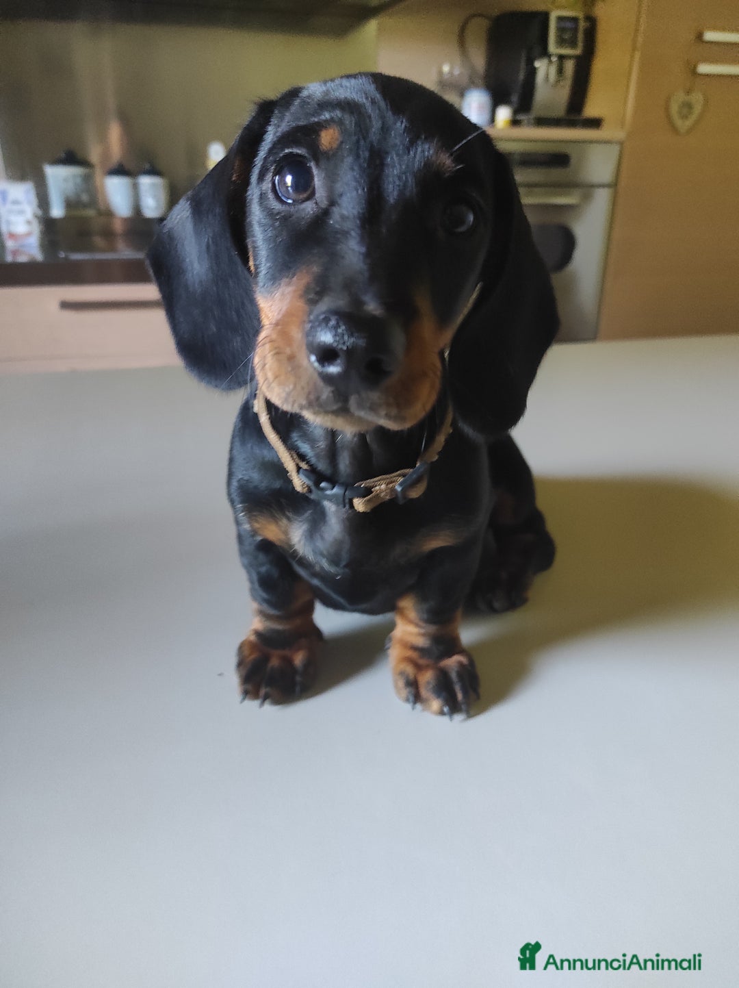 Bassotto cani in vendita: Bassottini cercano casa a Provincia di Pisa - Immagine 4
