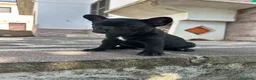 Bulldog Francese cani in vendita: bulldog francese nero tigrato  - Annuncio 4