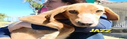 Meticcio cani in regalo: UNA MAMMA PER JAZZ a Provincia di Varese - Annuncio 1