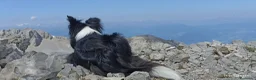 Border Collie cani in vendita: Cuccioli di Border Collie con pedigree  a Provincia autonoma di Bolzano - Alto Adige - Annuncio 4