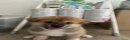Akita Inu cani in vendita: cucccioli - Annuncio 8