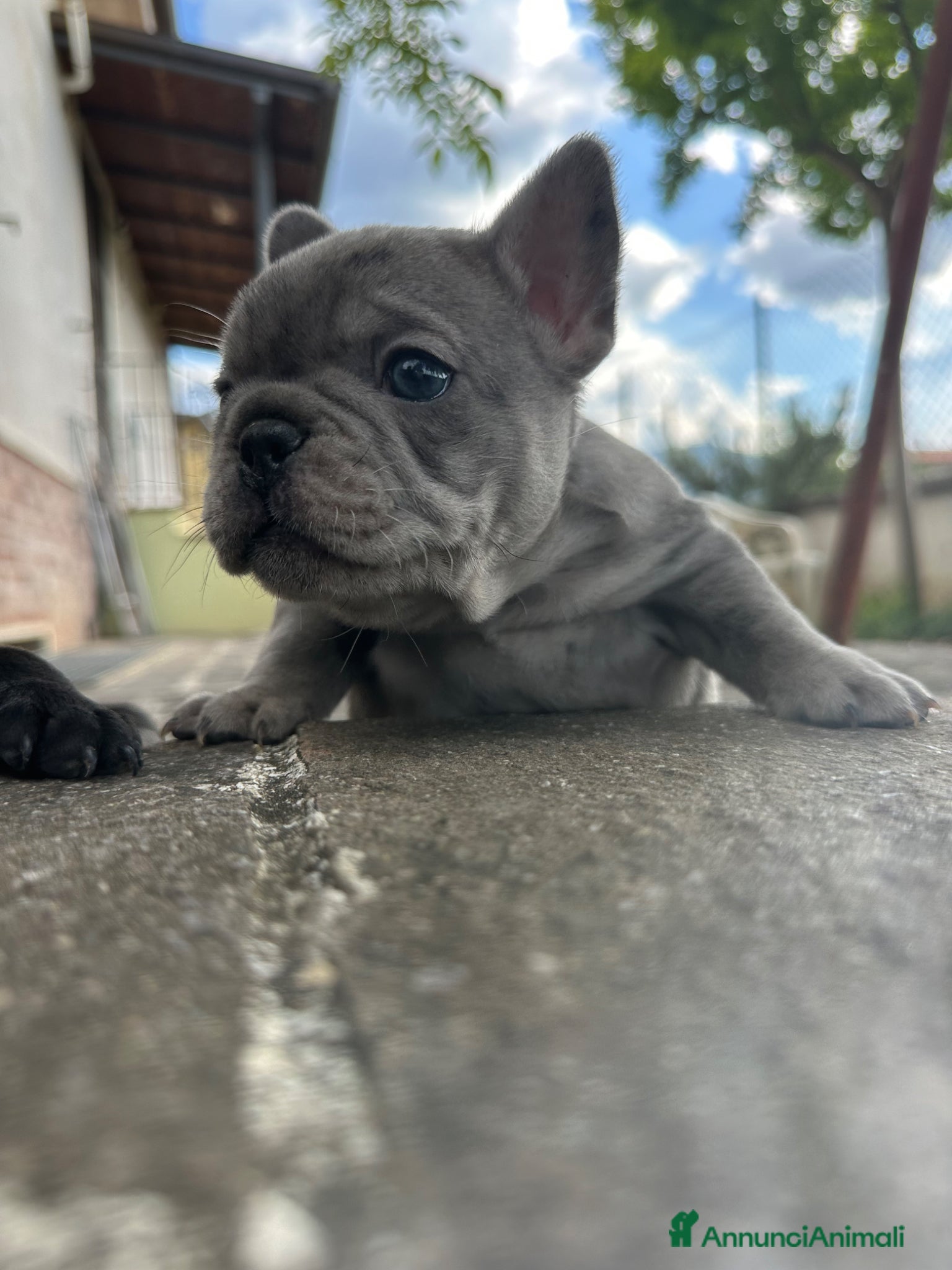 Bulldog Francese cani in vendita: bulldog francese blue occhi celesti, merlè, 2 nere - Annuncio 4