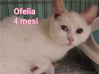 Europeo gatti GATTINI SOLI ED ESCLUSI - Annuncio 7