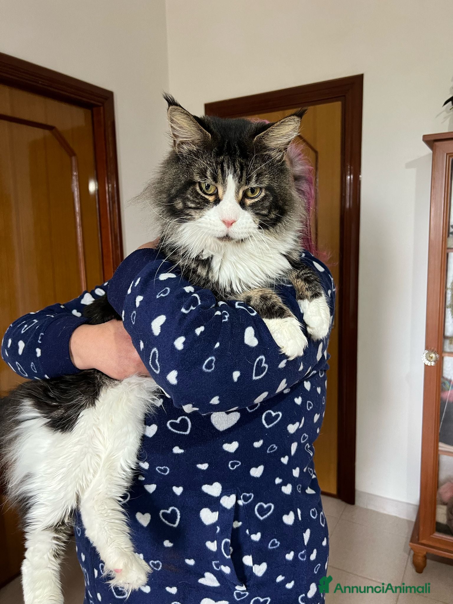 Maine Coon gatti Maine coon  - Annuncio 4