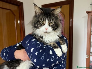 Maine Coon gatti Maine coon - Annuncio 1