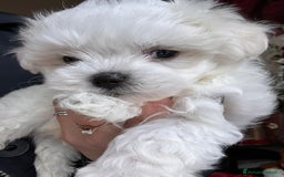 Maltese cani in vendita: Cuccioli di maltese  a Città metropolitana di Milano - Immagine 9