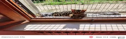 Bengala gatti in vendita: Bengala  - Annuncio 5