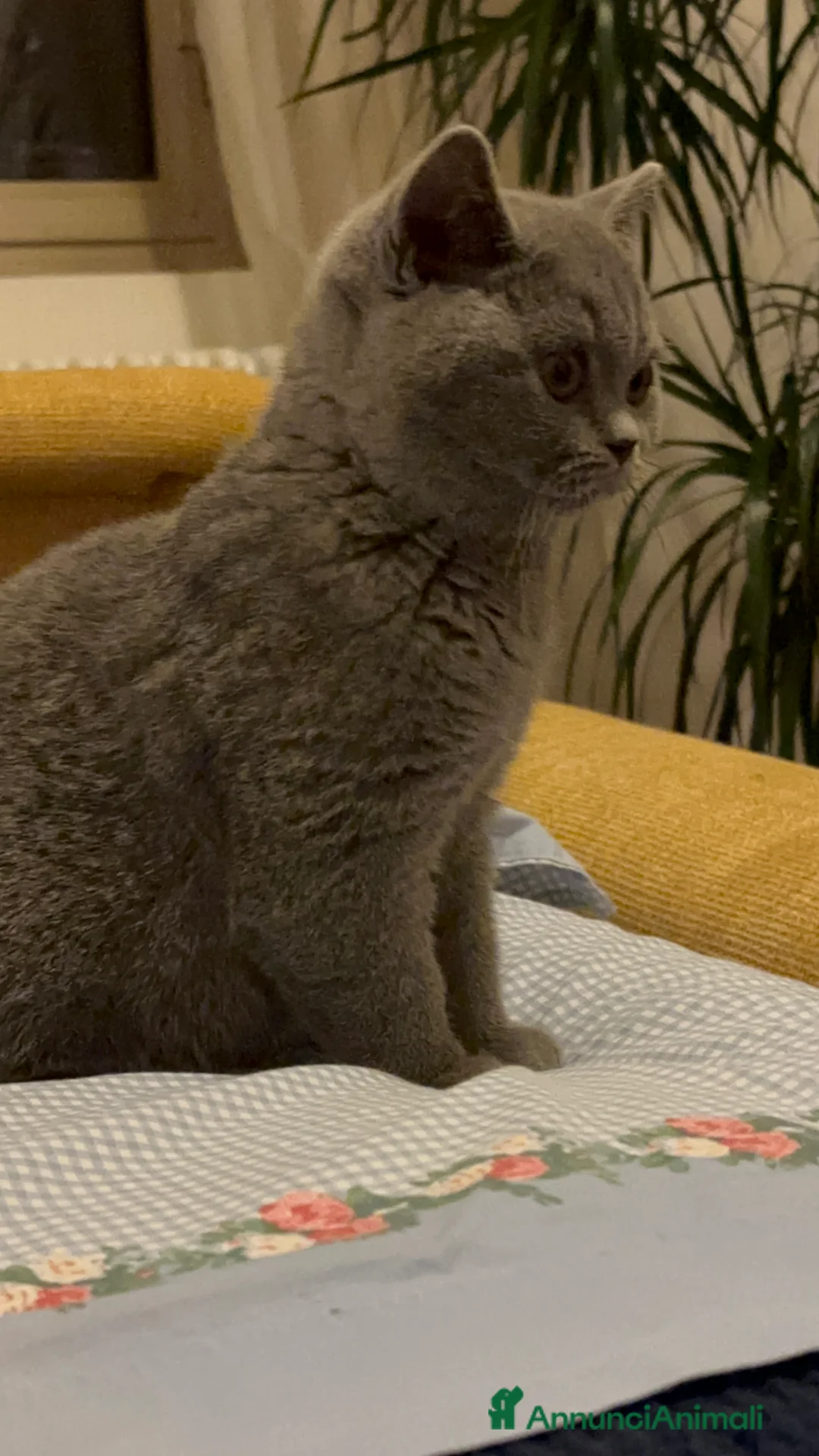 Immagine della galleria {{count}}