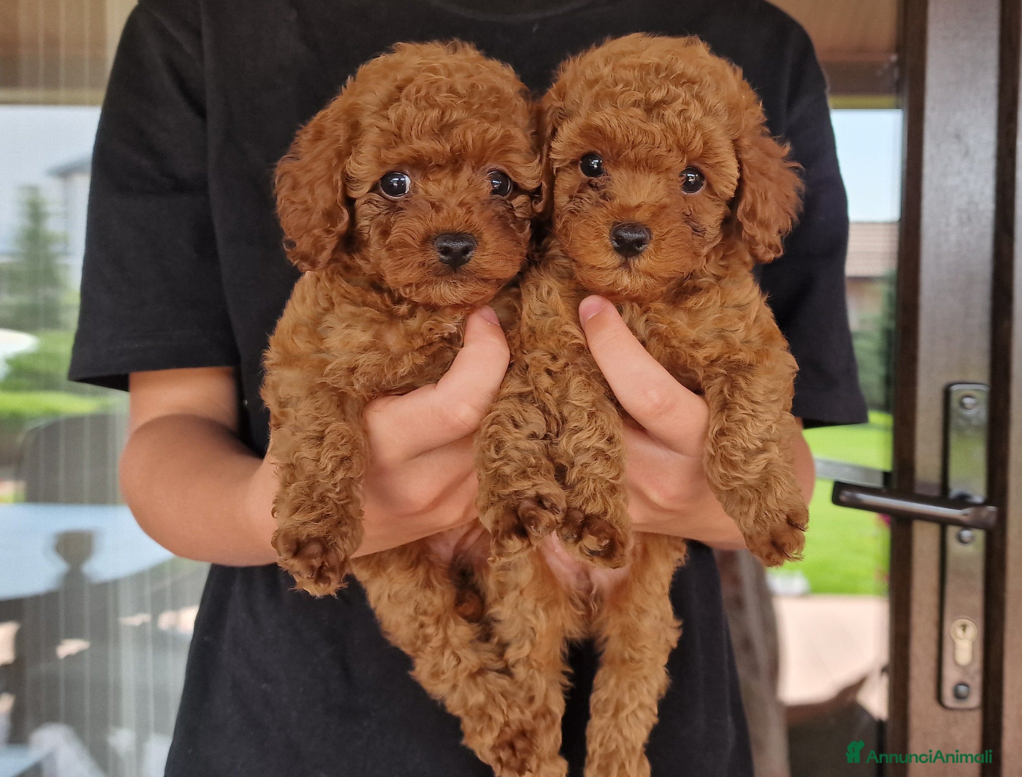 Barboncino Toy cani in vendita: Barboncino mini toy e Teacup Red brown  - Annuncio 23