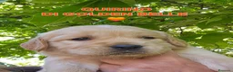 Golden Retriever cani in vendita: CUCCIOLI GOLDEN RETRIEVER  - Annuncio 17