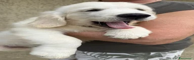 Golden Retriever 3
