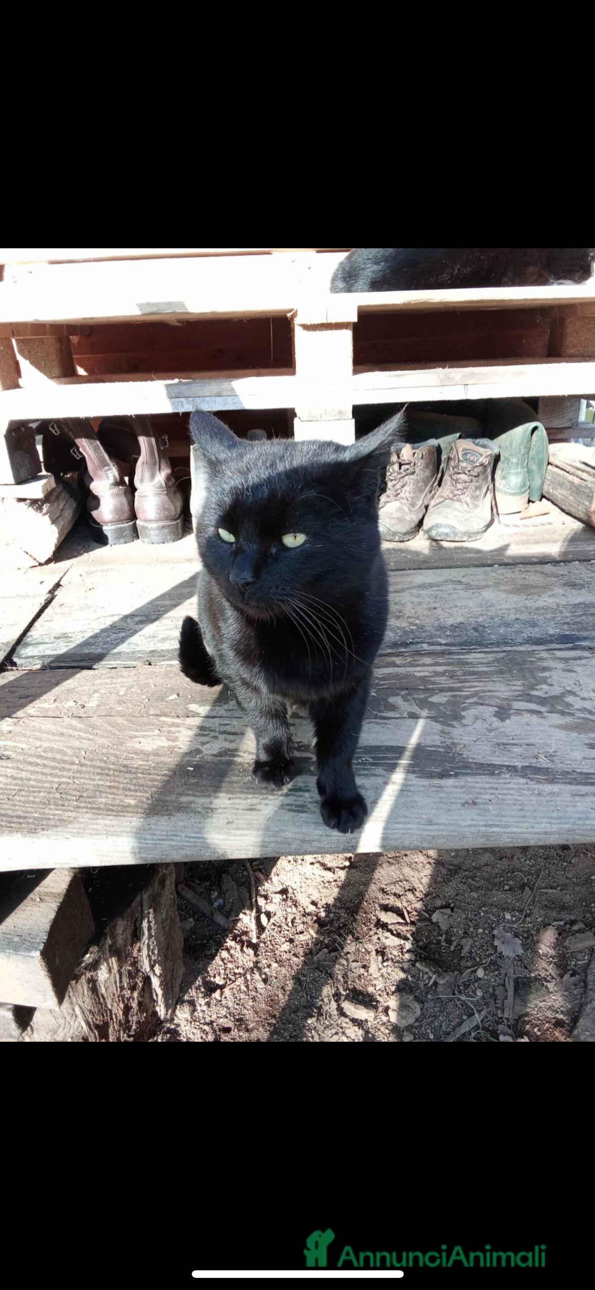 Meticcio gatti Gatto cerca nuova casa, urgente!  - Annuncio 2