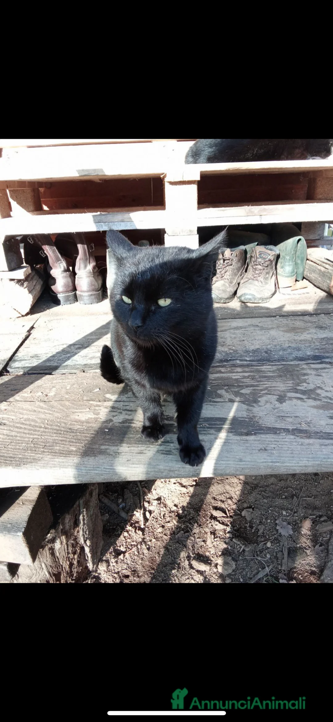 Meticcio gatti in regalo: Gatto cerca nuova casa, urgente!  - Annuncio 2