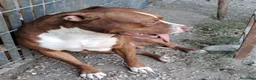 Pitbull cani in regalo: Pitbull splendido(e sorella)18mesi SOS URGENTE.SUD - Annuncio 3